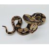 Higherbros Snake Toys Scary Prank Boa Constrictor Python Animal Figures Gag Gifts Halloween Decorations for Children's Animal Figurines Toys for Home and Garden Decorating