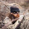 DUCK COMMANDER Jase Robertson Pro Series Duck Call, Orange Acrylic
