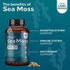 NutraCreek Sea Moss | Irish Sea Moss Capsules with Bladderwrack, Burdock Root & BioPerine for Absorption. Prebiotic & Immune Support | 90 Days Supply of Bladderwrack and Sea Moss Pills - 180 Capsules