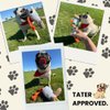 Tater's Choice Crinkle Wings & Squeaky Plush Duck Dog Toy for Small Medium Dogs, Interactive Dog Toys Durable Dog Toys for Teeth Cleaning, Dog Chew Toy for Aggressive Chewers (3 Pack, 3, Count)