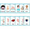 Set of(Body Parts+Insects) Flash Cards for Toddlers | Kids Learning Montessori Pocket Cards Toys | Perfect for Pre-K Decorations Background Wall Stickers,Teacher/Autism Therapists Tools