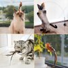 Leo's Paw The Original Interactive Bird Simulation Cat Toy Set Realistic Colorful Feathers Bells Wand Self-Holding Suction Base Stimulating Real-Life Flying Bird Impression Hunting Play (w. 5 Birds)
