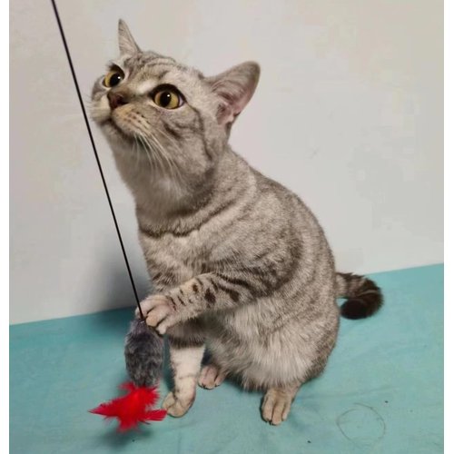 WLDJMP Interactive Cat Toys Hanging Cat Toys for Indoor Cats Kitten Play Chase Exercise with Bell, New Spiral Clamping Teasing Cats Toys for Door Frame (Grey+White)