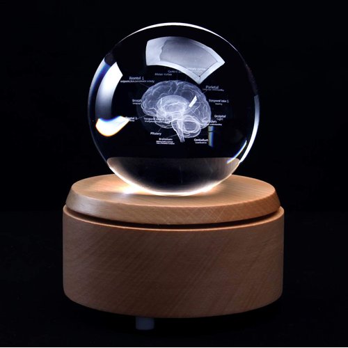 3D Human Brain with Labels Anatomical Model Paperweight(Laser Etched) in Crystal Glass Ball Science Gift (Included LED Base)