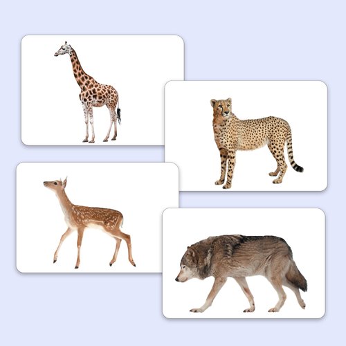My First Wild Animals Flash Cards for Toddlers, 24 Cards, 48 Sides, Montessori, Educational, Kindergarten, Preschool Learning Activities, Gifts for Kids, 1-4 Years babies, Fun & Educational Flashcards