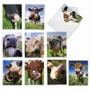 The Best Card Company - 10 Adorable Note Cards Blank (4 x 5.12 Inch) - Wildlife and Animal Cards, Assorted Boxed Kids Set - Cowlicks M4604OCB-B1x10