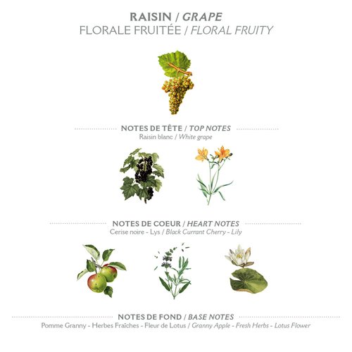 Panier des Sens - Marseille Liquid Hand Soap - Grape Hand Wash - Moisturizing Soap with Coconut Oil - Bathroom & Kitchen Refillable Soap - 97% Natural Ingredients Made in France - 16.9 Fl.oz