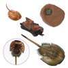 Zerodeko Horseshoe Crab Simulated Sea Life Animals Figurines Realistic Sea Creature Model Action Figure for Collection 1 Set