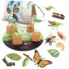 Volnau Animal Figurines Toys 16PCS Life Cycle Set Plant Locust Butterfly Caterpillars Bee Animal Figures for Toddlers Kids Decorations Preschool Educational Prop