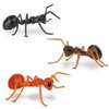 Mcphee Accoutrements Archie Funny Gift Box of Novelty Ants (6 Pack)