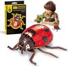 Flybean Eco-Friendly STEM Wooden 3D Puzzle for Kids Age 6+, Realistic Ladybug Insect Model Kit for Kids,Science Building Toy, Christmas & Birthday Gifts for Boys and Girls, Exquisite Decor