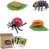 Generic Ladybug Growth Cycle, Ladybug Figurine Ladybug Life Cycle Model Set with 4 Instruction Cards, Animal Growth Cycle Biological Model, Early Education Animal Figures for Kids