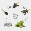 Generic Frog Life Cycle Models Tadpole to Frog Kit Frog with 5 Instruction Cards, Frog Growth Cycle Model, Realistic Frog Growth Life Cycle Figurines for Kid, Insect Themed Party Favors