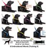 NO DOGS Orange Color Coded Semi-Choke Dog Collar (Not Good with Other Dogs) Prevents Accidents by Warning Others of Your Dog in Advance