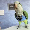 Bird Flight Harness Vest, Parrot Flight Suit with Leash, Bird Flying Clothes with Rope and Handle for Outdoor Activities (with Leash,Green Quaker)