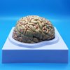 Learning Resources Human Brain Anatomical Model, Anatomically Accurate Brain Model Life Size Human Brain Anatomy for Science Classroom Study Display Teaching Model
