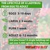 1500 Live Ladybugs for Garden - Natural Helpers for Plants (Hippodamia Convergens)