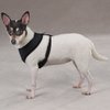 Casual Canine Mesh Dog Harness, Medium, Black