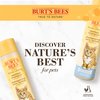 BURT'S BEES FOR PETS Kittens Natural Tearless Shampoo with Buttermilk, 10 Fl Oz - Kitten and Cat Grooming And Bath Supplies, Kitty Shampoo, Pet Shampoo for Cats