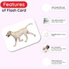 hungry brain Flash Cards for Toddlers, 24 Domestic Animals Flashcards, Double-Sided, Montessori, Educational, Kindergarten - Preschool Learning Activities, Gifts for Kids, 1, 2, 3, 4 Years Babies