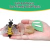 BOTICAKO Montessori Life Cycle Learning - Montessori Life Cycle Animal Figures with Flash Cards, Plastic Insects Monarch Butterfly Kit Caterpillar Toy for Kids, Realistic Animal Figurines (Bee)