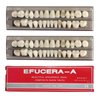 RZJZGZ Dental Synthetic Resin Tooth Denture False Teeth for Halloween Horror Teeth 23 A3(56 Pcs/2Set)