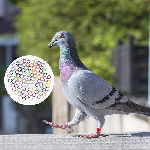 FRCOLOR 300 Pcs Stacking para Canarios 3mm Parrot Toys Bird Foot Rings Toys for Birds para periquitos australianos 4mm Cockatiel Leg Band 6mm Bird Toy Number Copper Bird