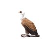 Schleich Wild Life, Animal Figurine, Animal Toys for Boys and Girls 3-8 years old, Vulture, Ages 3+