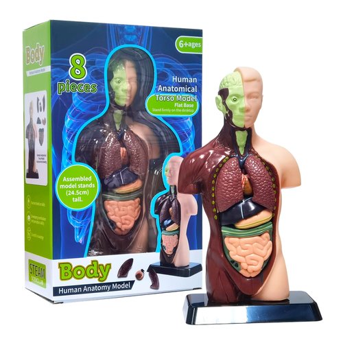 EXBEPE Human Body Model with 7 Removable Organ Models, Educational Organ Anatomical Models for Student and Teacher Classroom Biology Science Learning 9.6 in