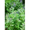 Health Embassy Catnip Herb | Nepeta Cataria L | Herbal Tea (50g)