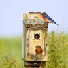 Metal Bird House Guard with Copper Portal for Eastern Bluebird Houses 1 1/2 Inch Opening (4 Pieces)