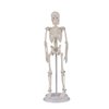 Ultrassist Mini Human Skeleton Model, Portable 20cm Skeleton Bone Model with Stretchable Jaw, Great Teaching Tool for Physiological Education and Human Skeletal System Study