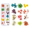 TEOYALL 24 Colors Dried Flowers for Nail Art, 2 Boxes 3D Dry Flowers Nail Stickers Colorful Natural Real Flower Nail Decals
