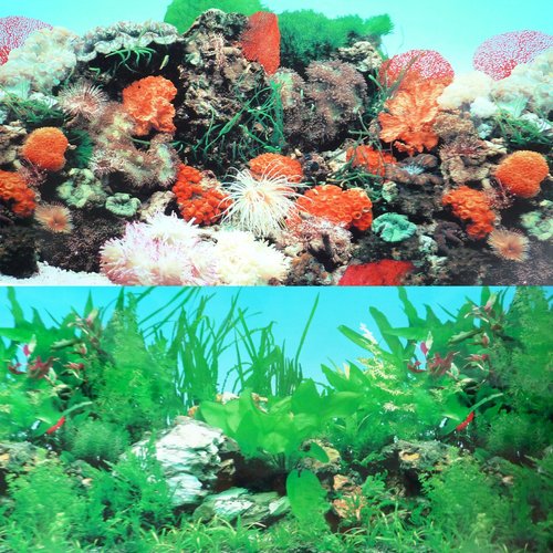 9087 Double Sided Reef/Tropical 12" x 48" Fish Tank Background