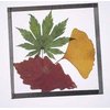 Nature-Watch Pressed Leaf Coaster Craft Kit (Makes 25 Projects)