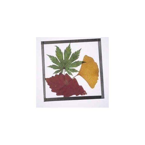 Nature-Watch Pressed Leaf Coaster Craft Kit (Makes 25 Projects)