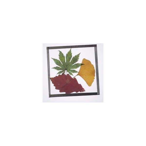 Nature-Watch Pressed Leaf Coaster Craft Kit (Makes 25 Projects)
