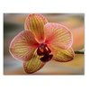 Small World Greetings Orchid Flower Note Cards 12 Count - Blank Inside with White Envelopes - A2 Size 5.5" x 4.25" - Floral Stationery - All Occasion Birthday, Thank You, and More
