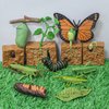 12PCS Life Cycle Figurines Toy Set of Butterflies Grasshoppers and Plants Figures Preschool Toys Kit Science and Educational Auxiliary Toys Cake Toppers Party Favors for Kids Toddlers Boys and Girs