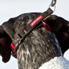 EzyDog Checkmate Martingale-Style Premium Nylon Safety Training and Correction Dog Collar - Quick-Clip Buckle and Reflective Stitching - Easy Control with no Choking Effect (Medium, Black)