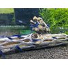 Natural Cholla Wood for Aquarium Decoration Shrimp and Fish Tank (6 Inch (3 Pack))