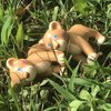 HABA Little Friends Lion Cub - Chunky Plastic Zoo Animal Toy Figure