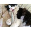 KittyWeed’s Big Fatty Catnip Cat Toy - One of the Most Potent Catnip Toys on the Market!
