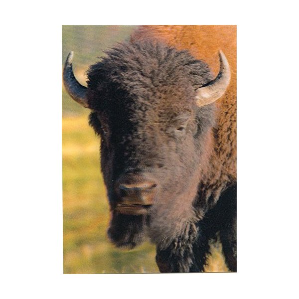 American Bison - 3D Lenticular Postcard Greeting Card