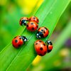 1500 Live Ladybugs for Garden - Natural Helpers for Plants (Hippodamia Convergens)
