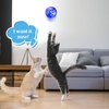 Sratte 6 Pieces Ghost Hunting Cat Ball Activated Cat Toy Ball Motion LED Light Cat Balls Motion Cat Dog Interactive Toys Pet Glowing Mini Running Exercise Ball Toys for Animals Activity(Clear)