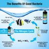 MICROBE-LIFT NITEH04 Nite-Out II Aquarium and Fish Tank Cleaner for Rapid Ammonia and Nitrite Reduction, Freshwater and Saltwater, 4 Ounces