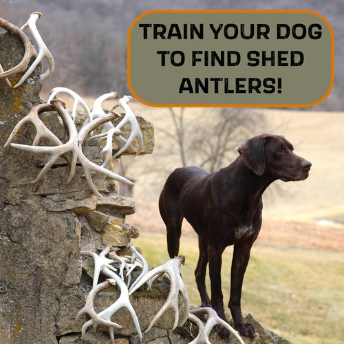 DogBone Shed Dog Training Dummy (White) | Dog Training Kit | Hunting Dog Accessories | Dog Training Tools | Dog Scent Training Kit | Scent Training for Dogs | Hunting Dog Toys