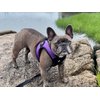 Gooby Escape Free Easy Fit Harness - Purple, Medium - No Pull Step-in Patented Small Dog Harness with Quick Release Buckle - Perfect On The Go No Pull Harness for Small Dogs or Medium Dog Harness