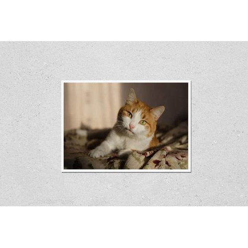 HardPress Wall Art Poster Print of Red Cat Basking in The Sun. Red Tabby Cat Basking in The Sun in The Room. Ginger Cat Sleeping on Soft Blanket, Cozy Home and Relax Concept, Cute Red or Ginger Cat.